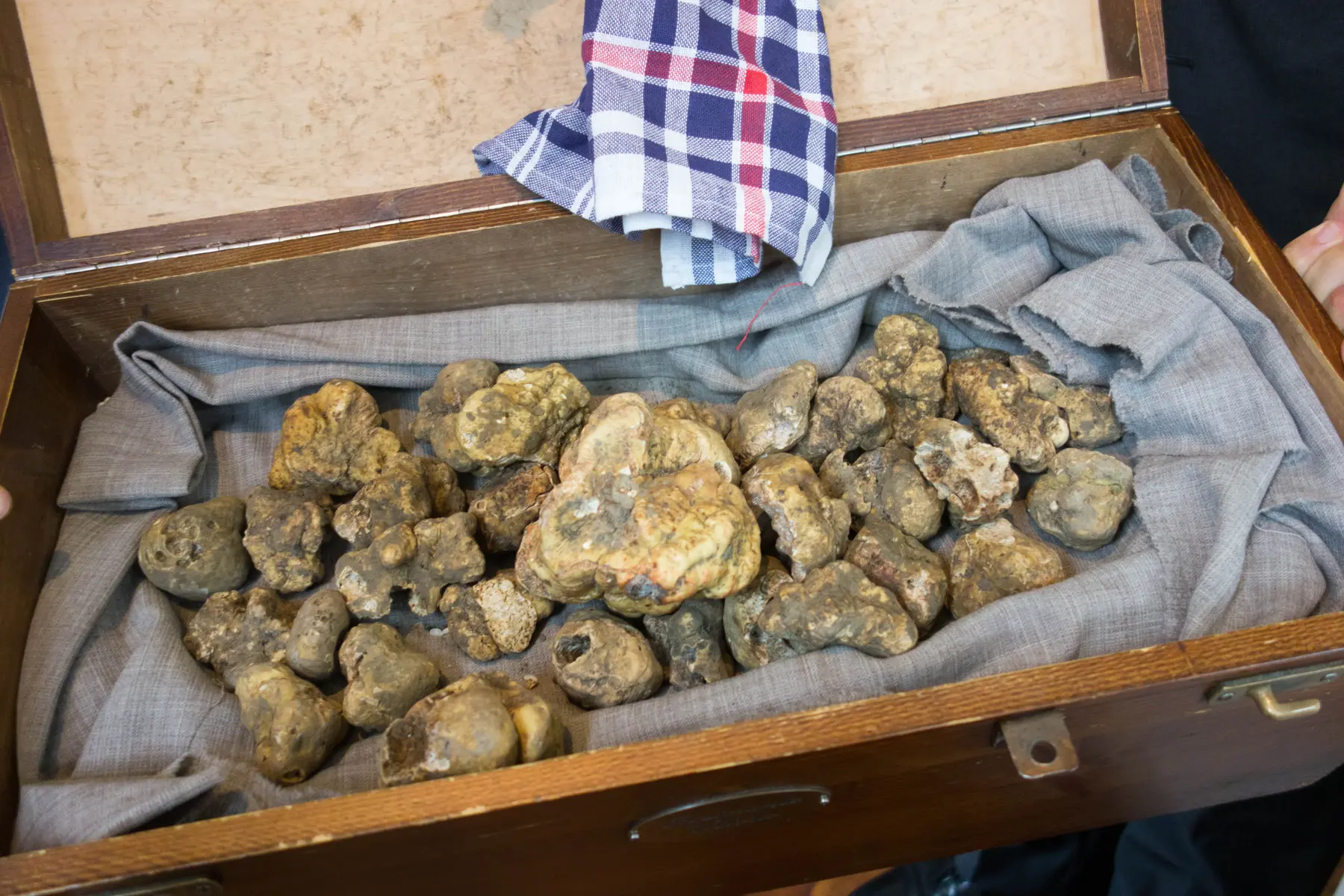 White truffles (Tuber magnatum) from Alba