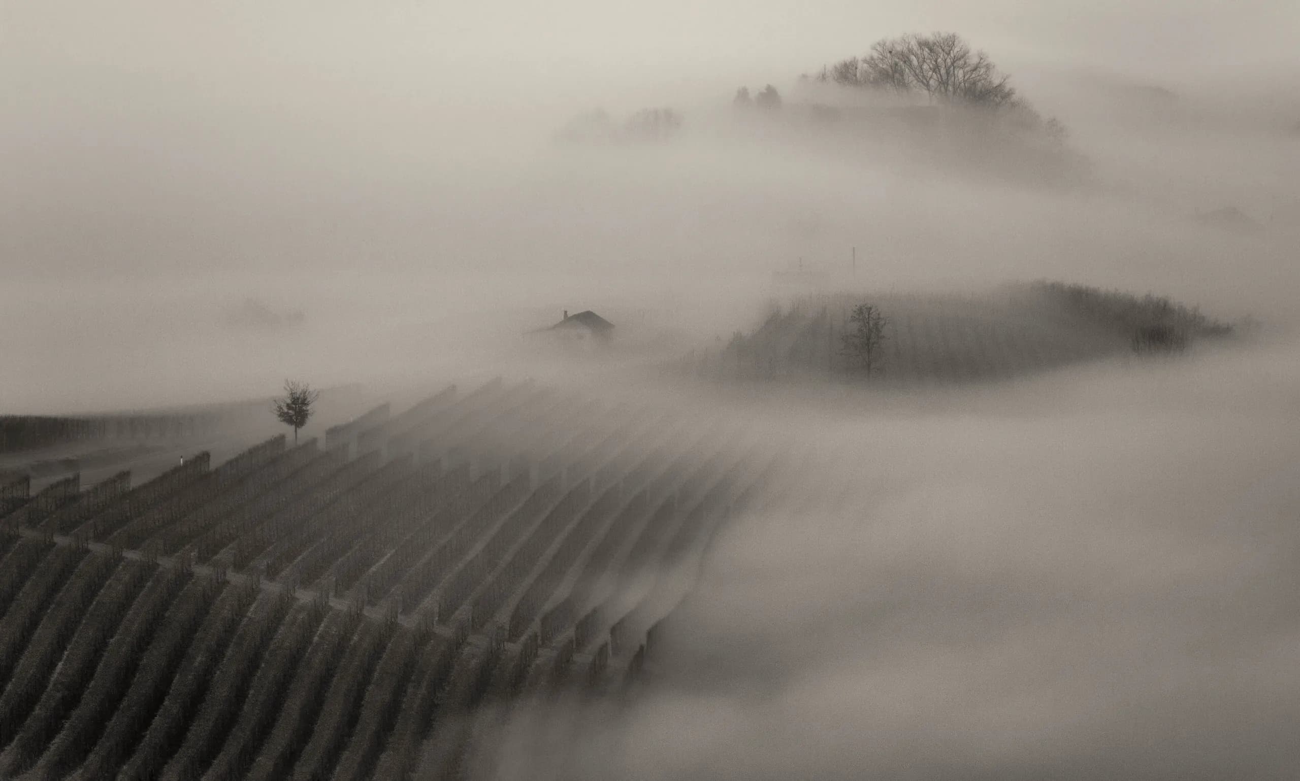 Langhe vineyard hills emerging from morning fog