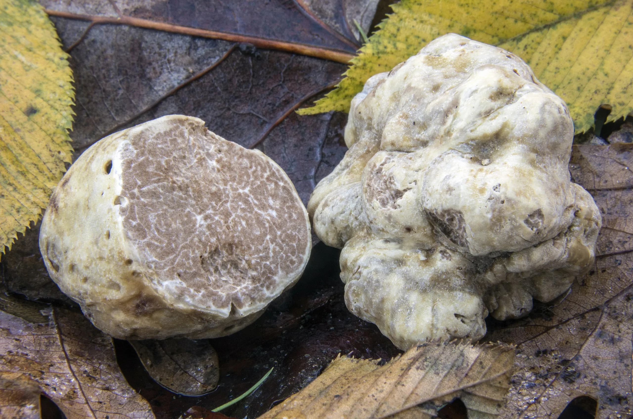 White truffles (Tuber magnatum Pico) on autumn leaves