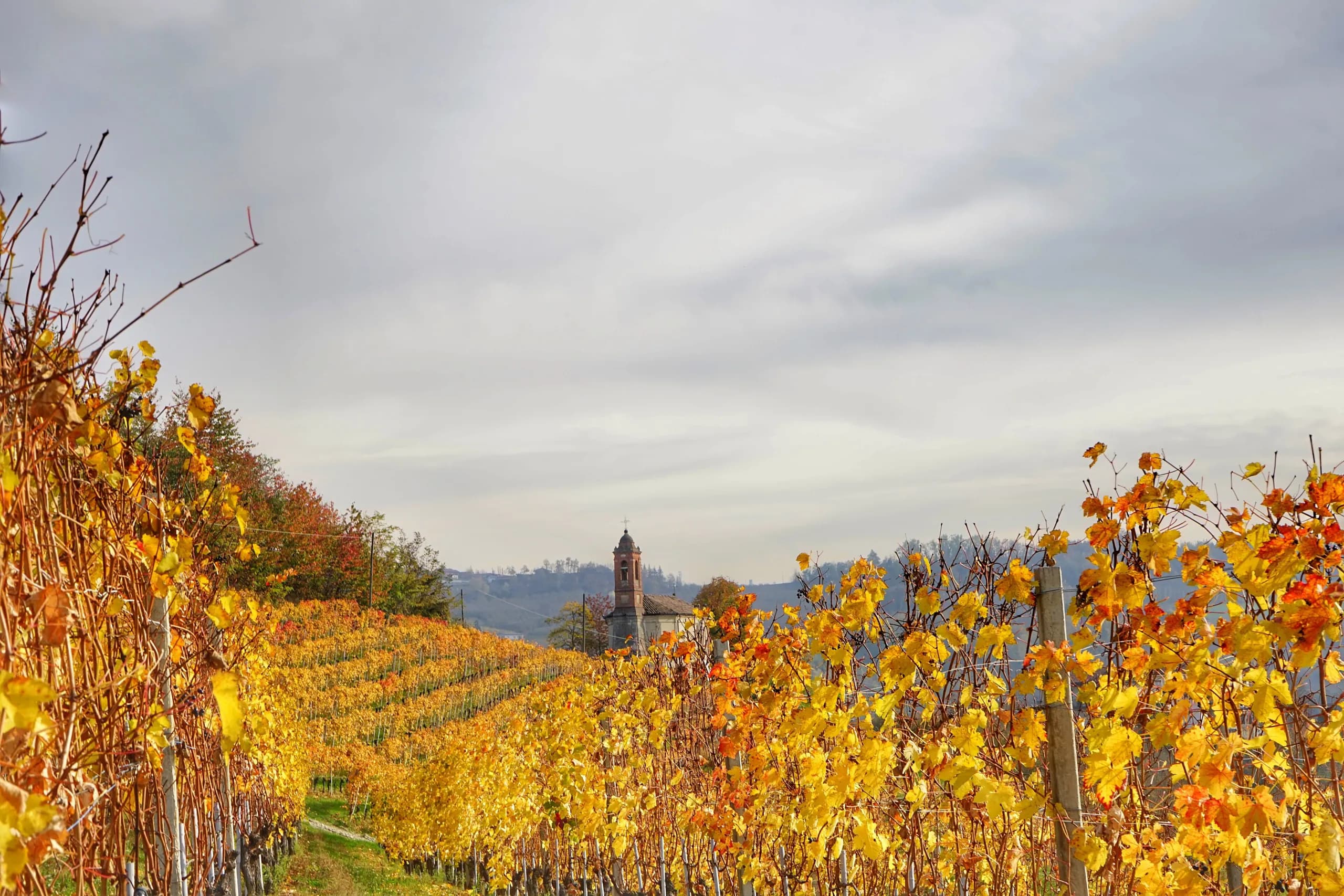 Langhe vineyards in golden autumn colours near Montelupo Albese