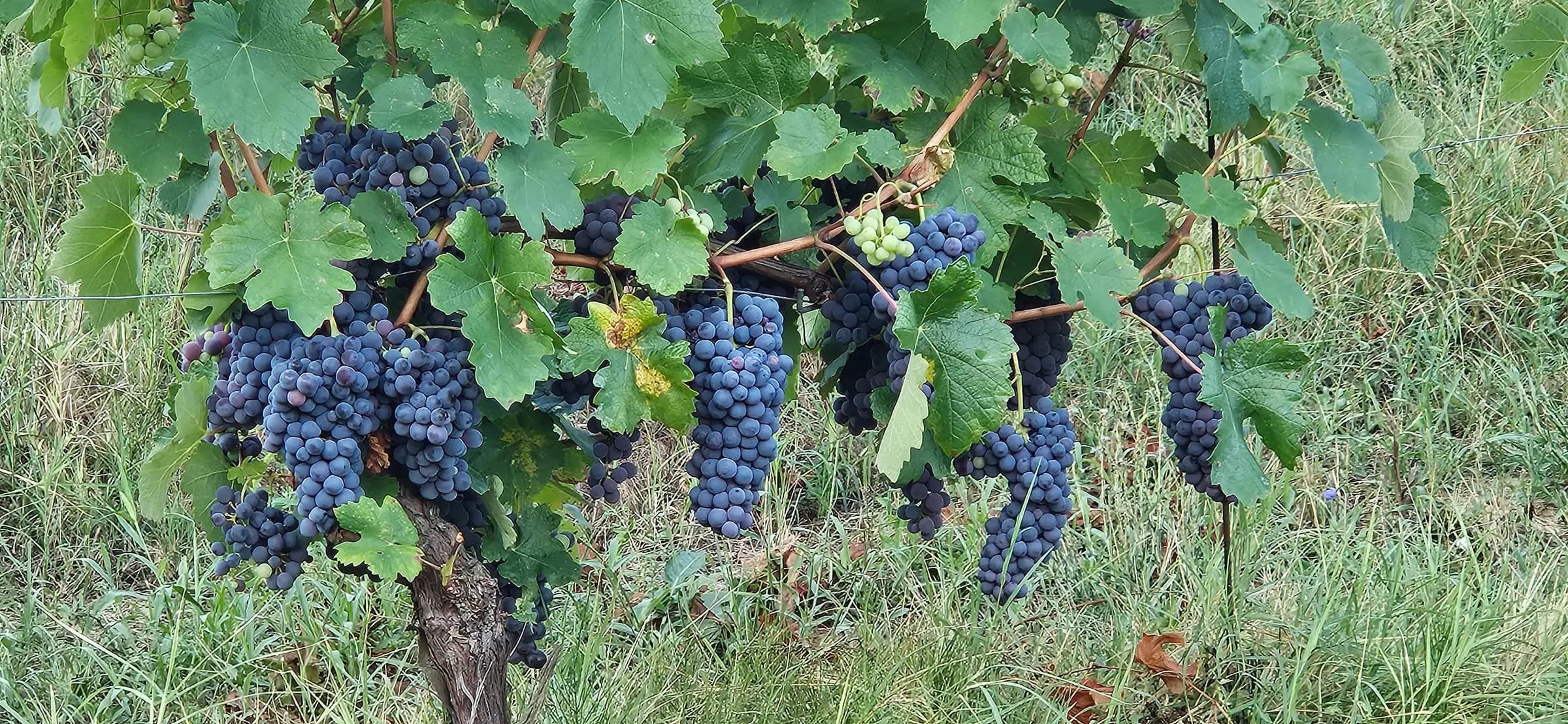 Ripe bunches of dark grapes on the vine in late summer, Monferrato