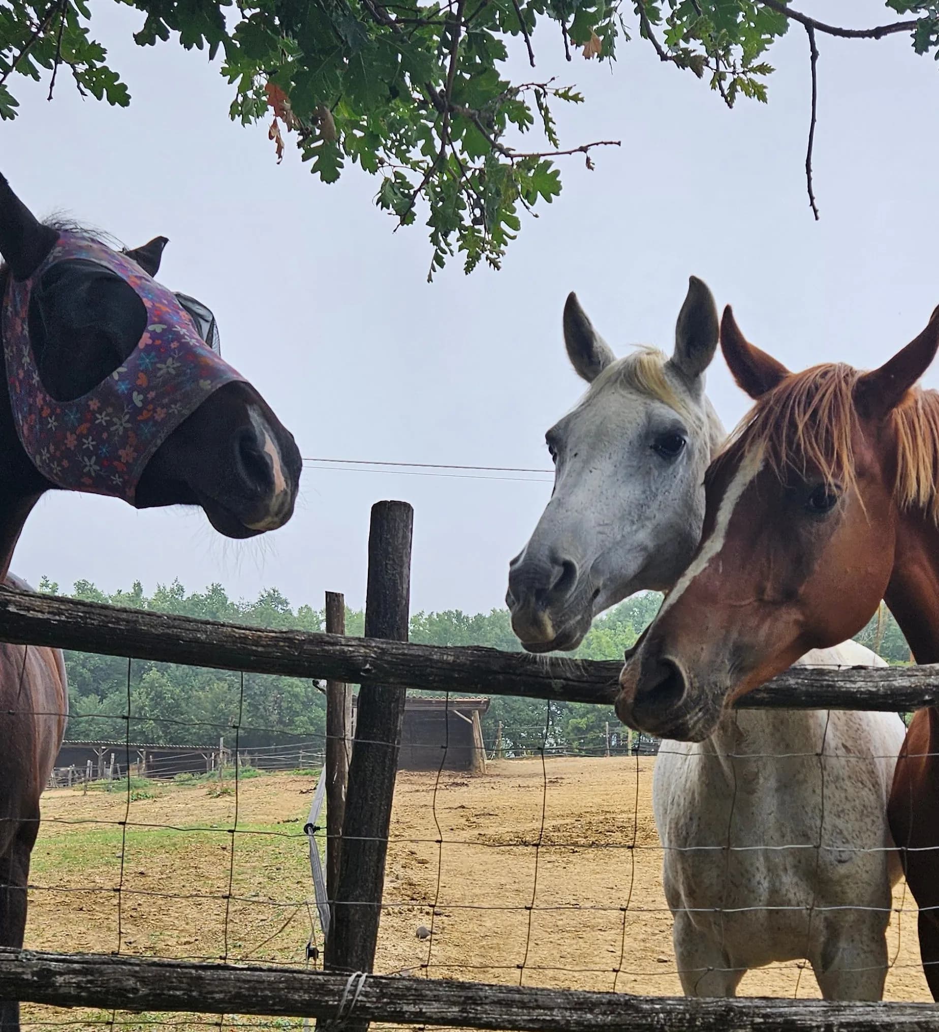 Three horses at a wooden fence under an oak tree in the Monferrato countryside